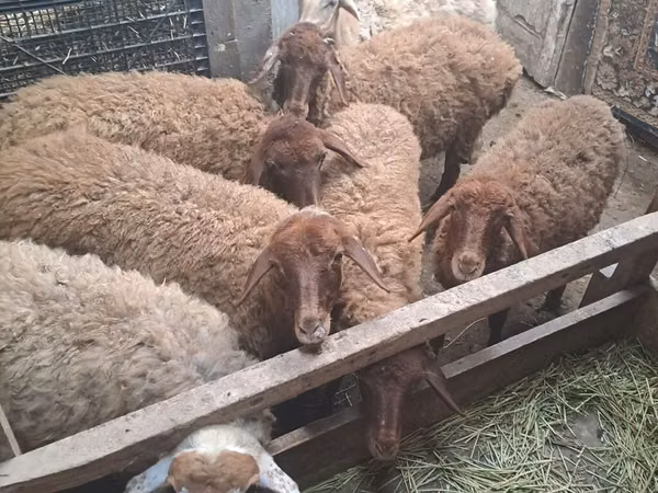 Carnero, Ovejas