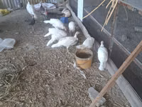 Găină slovenă argintie — foto 2