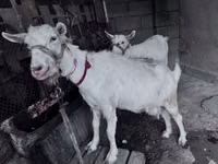 Dişi keçi, Saanen goat — foto 1
