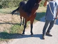 Cheval, Chevaux — photo 3