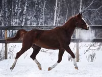 فرس, American shetland pony — الصورة 2