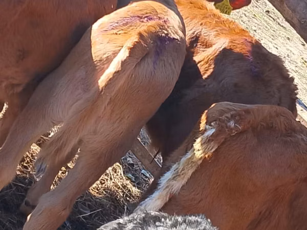 मवेशी (लॉट, लिंग निर्दिष्ट नहीं), Simmental cattle