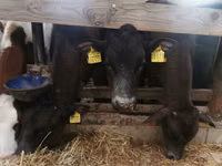 Buqa, Simmental cattle — 5-rasm