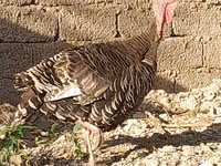 Slovenian Silver Hen — 5-rasm