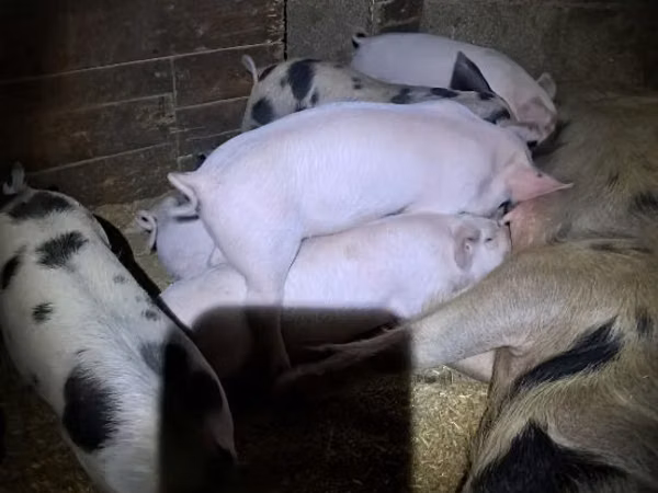 Säue, Schweine — Republik Moldau