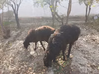 公羊, Sheep — 照片 1