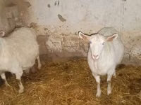 Chèvre, Chèvres — photo 1