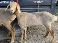 Brebis, Arashan sheep — photo 4