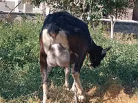 بقرة, الماشية — الصورة 1