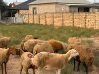 Qoyun, Apsheron sheep — foto 7