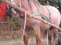 Caballo, Caballos — foto 1