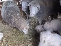 母羊, Sheep — 照片 3