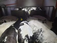 Bovins (lot, sexe non indiqué), Russian Black pied cattle — photo 5