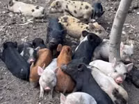 Säue, Schweine — Foto 4