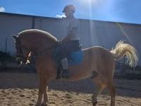 公马, Haflinger — 照片 6