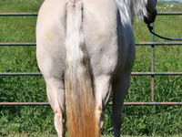 母马, Quarter Horse — 照片 8