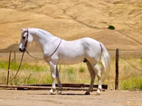 Cavalo, Quarter Horse — foto 2