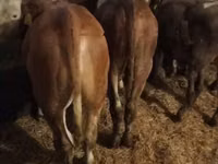 ثور, Simmental cattle — الصورة 5