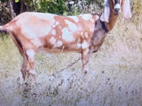 Capră, Nubian Goat — foto 3