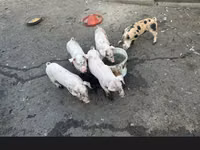 Scroafă — foto 5