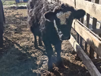 Bulle, Swiss cattle — Foto 6