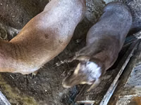 كبش, Hissar sheep — الصورة 8