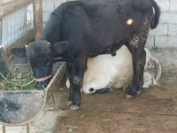 Cow, Cattle — photo 7