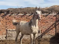 Horse (M), Anglo-Arabian — photo 2