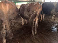 Toro, Simmental cattle — foto 1