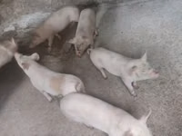 Eber, Schweine — Foto 4