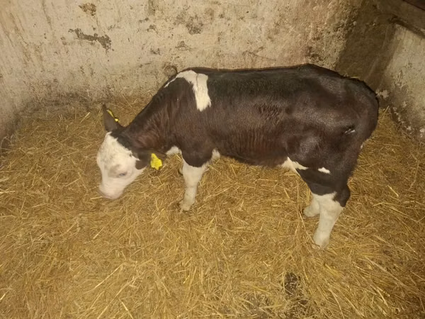 Toro, Simmental cattle