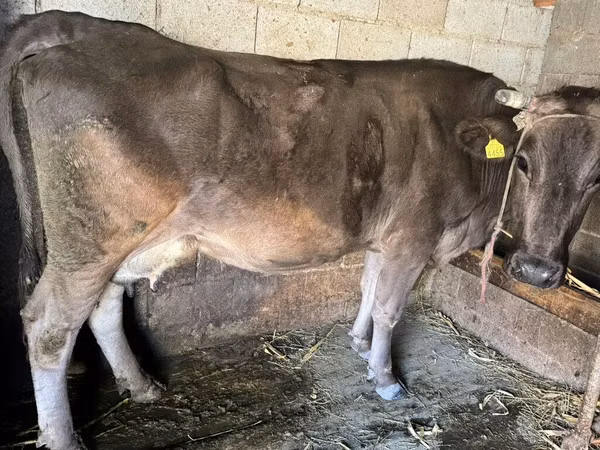 母牛, Swiss cattle