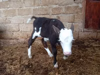 Vaca, Simmental cattle — foto 3