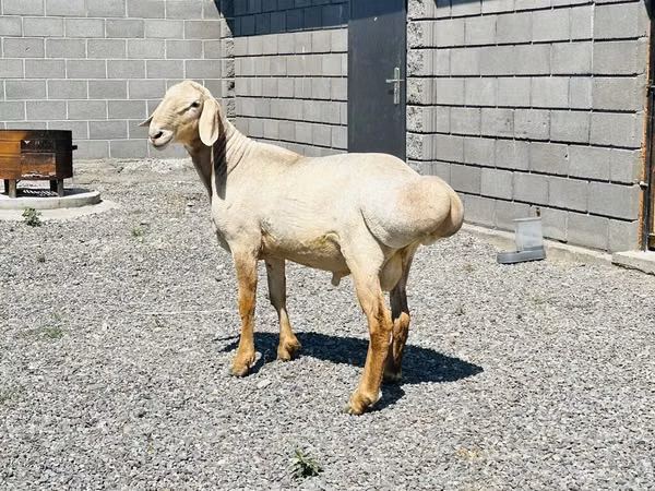 Ram, Hissar sheep