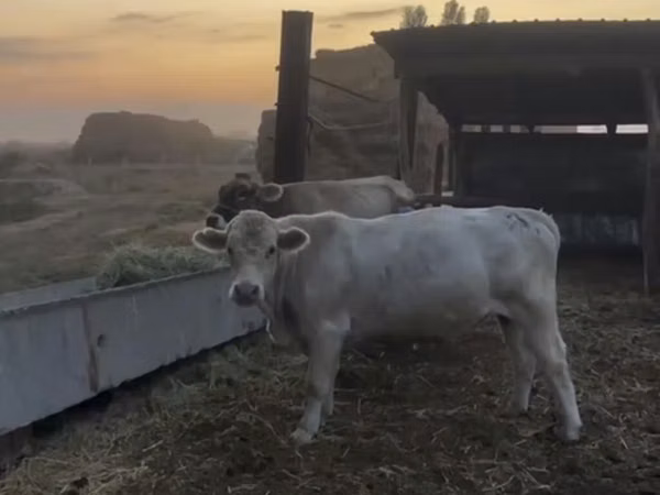 Buğa, Swiss cattle