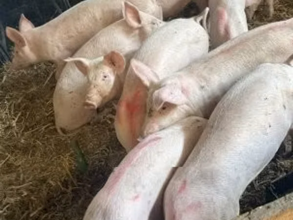Scroafă, 
