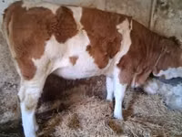 गाय, Simmental cattle — फ़ोटो 2