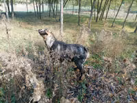 Bode, Cabras — foto 4