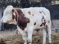 公牛, Simmental cattle — 照片 2