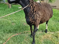 كبش, Blackheaded Persian sheep — الصورة 6