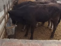 सांड, मवेशी — फ़ोटो 1