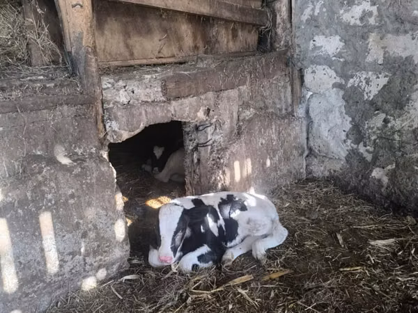 Kuh, Russian Black pied cattle — Republik Moldau