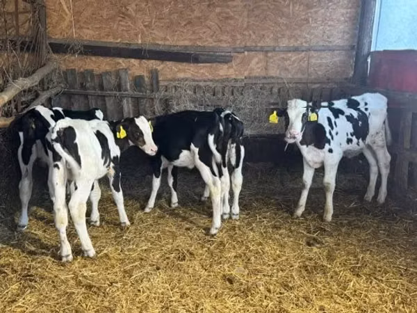 ثور, Russian Black pied cattle