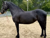 Yegua, Friesian — foto 1