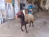 Carnero, Ovejas — foto 3
