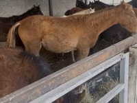 Cheval, Russian Don — photo 4