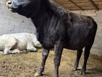 母牛, Swiss cattle — 照片 2