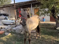 Cal, Tiger horse — foto 1