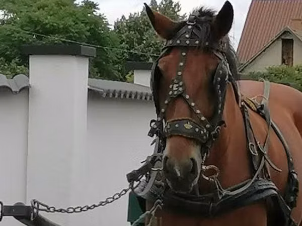 Stute, Pferde