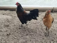 Chex Gold Brindled Hen — 6-rasm